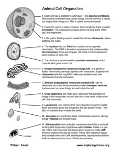 Cell Organelles Function Worksheets