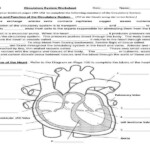 30 Human Circulatory System Worksheet Answers Notutahituq Worksheet