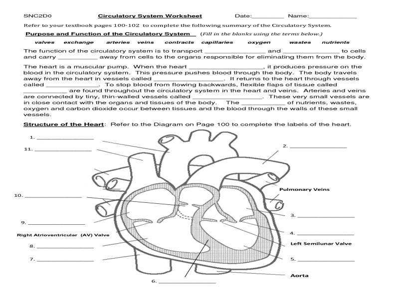 30 Human Circulatory System Worksheet Answers Notutahituq Worksheet 
