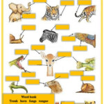 Animal Body Parts Activity