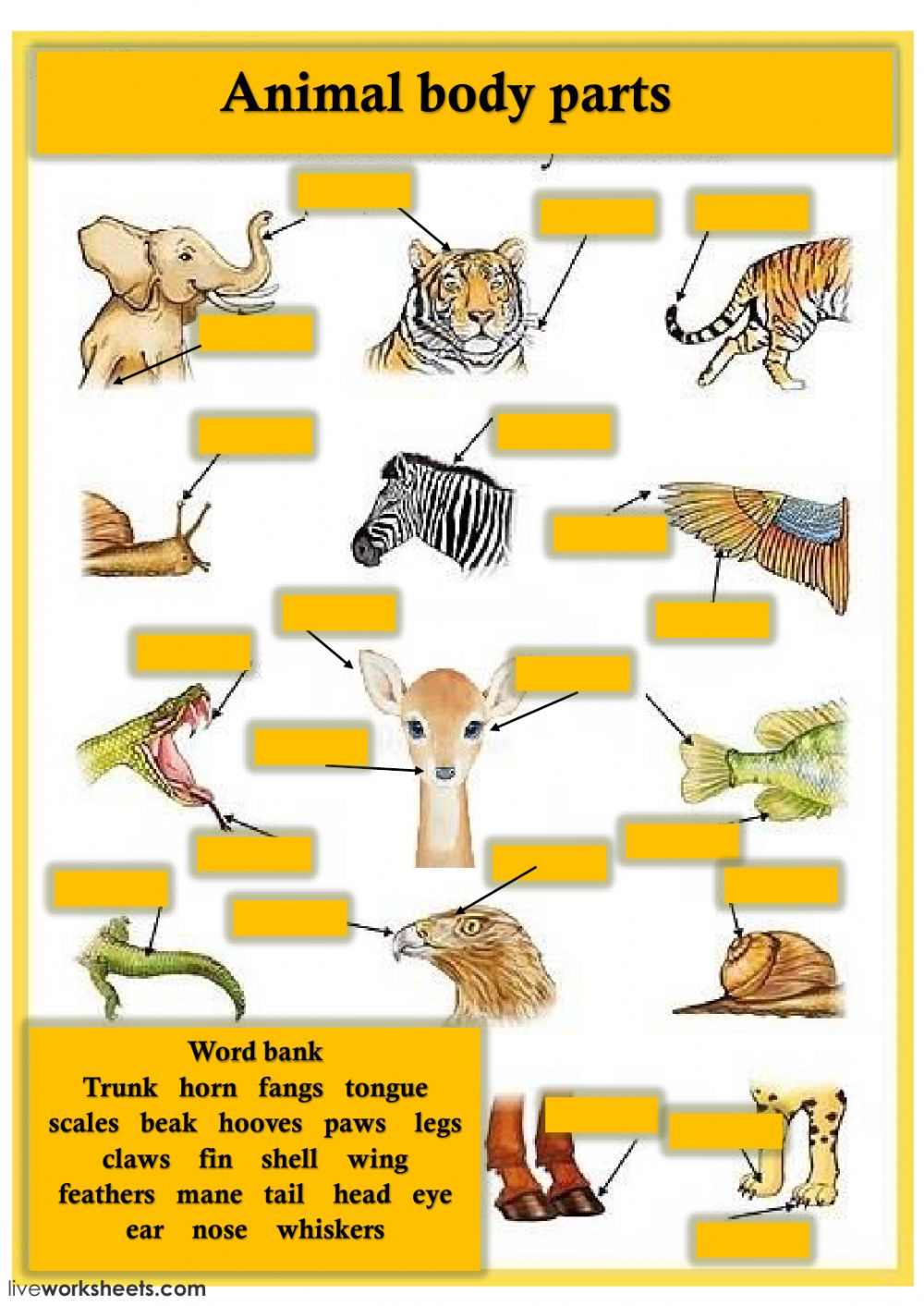 Body Parts Of Animals And Their Functions Grade 3