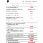 Animal Cell Worksheet Answers Beautiful Cell Structure And Organelles