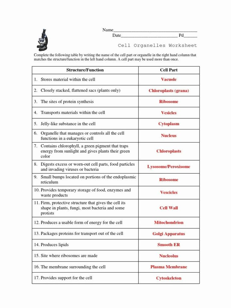 Animal Cell Worksheet Answers Beautiful Cell Structure And Organelles 