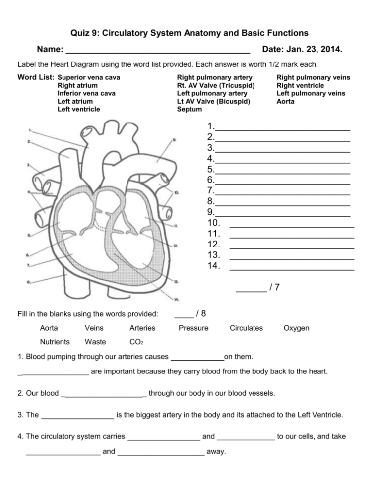 circulatory-system-anatomy-and-basic-functions-worksheet-answers