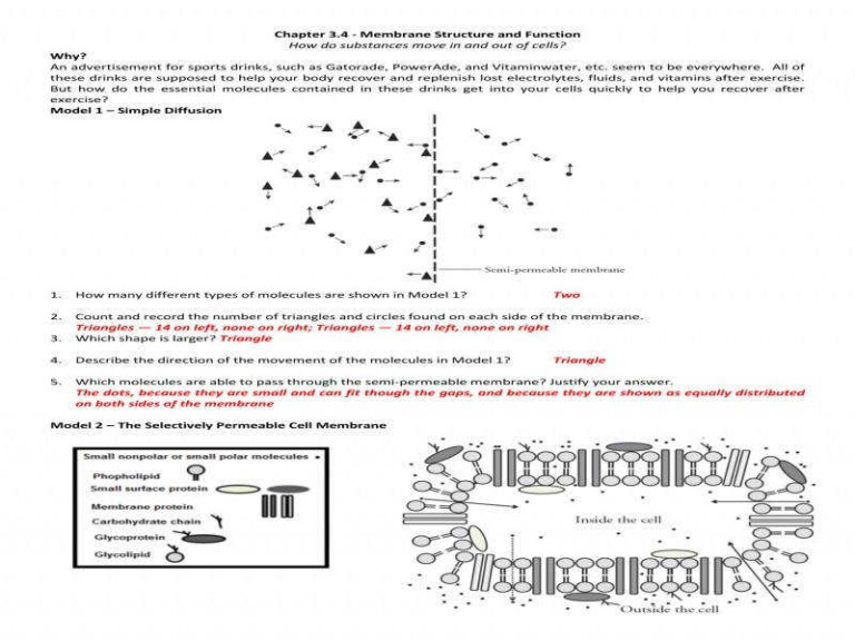 Cell Membrane Structure And Function Worksheet Answer Key Pdf My PDF