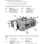 Cell Membrane Worksheet Cell Membrane Coloring Worksheet Cell