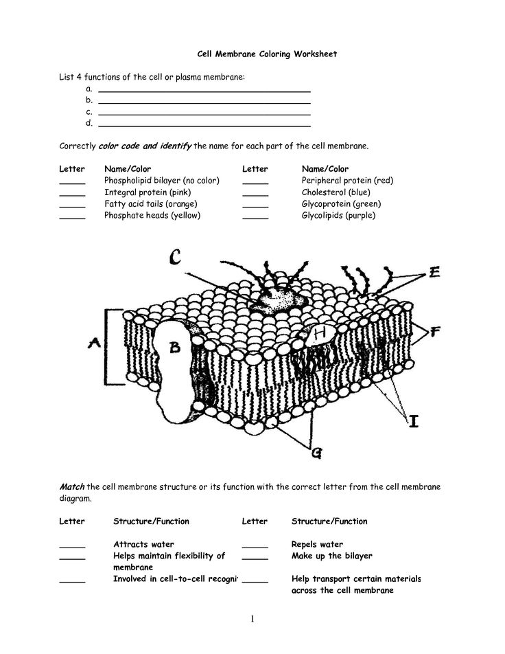 Cell Membrane Worksheet Cell Membrane Coloring Worksheet Cell 