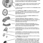 Cell Organelles