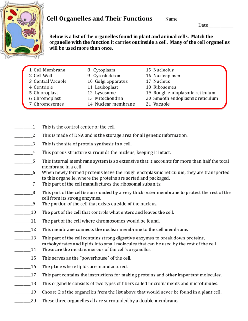 Cell Organelles And Their Functions Worksheets Answers With Images