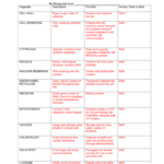 Cell Organelles Worksheet