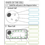 Cell Structure Worksheet