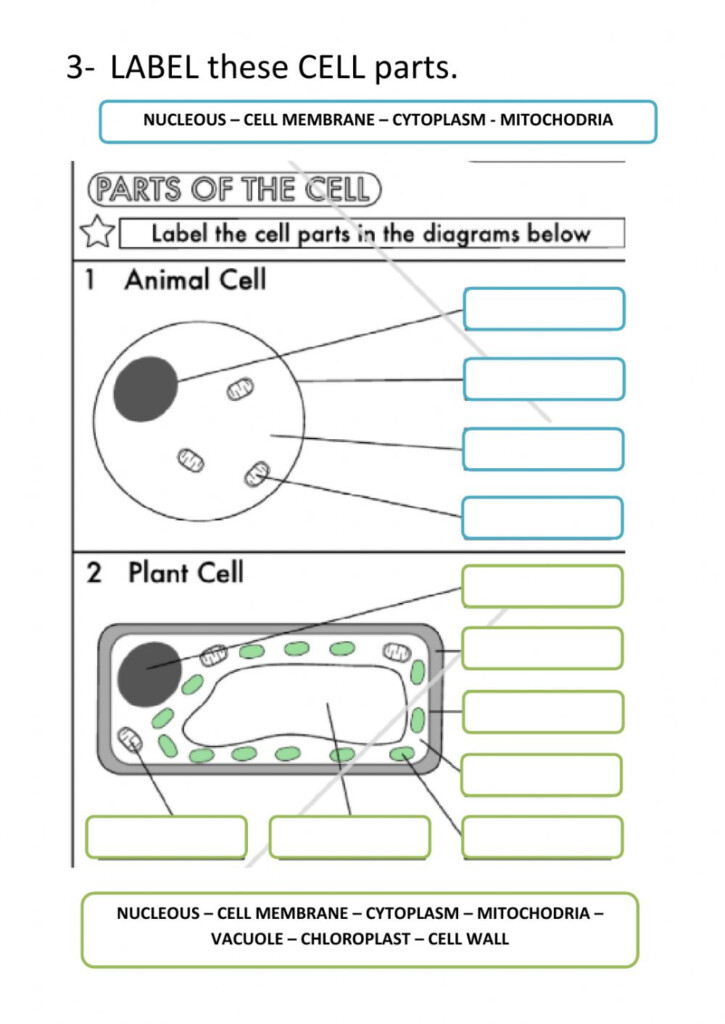 Cell Structure Worksheet