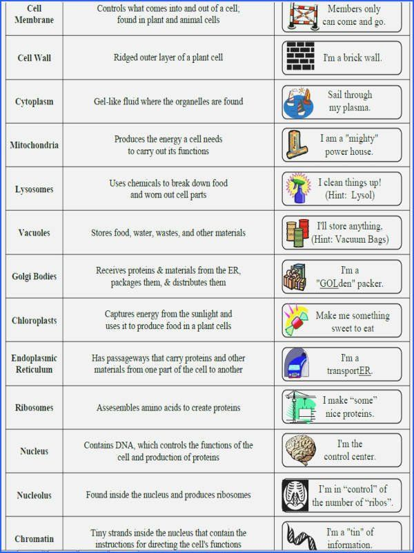 Cells And Organelles Worksheet Inspirational Cell Organelle Matching 