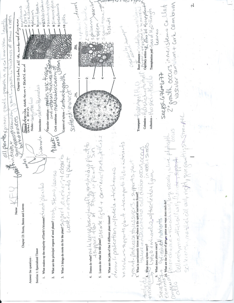 Chapter 21 Plant Structure And Function Worksheet Answer Key Page 2 