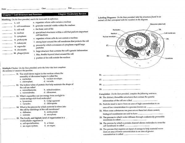 Chapter 3 Cell Structure And Function Worksheet Answers 