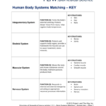 Human Body Systems Matching KEY