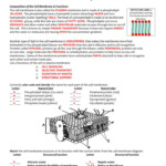 Image Result For Cell Membrane Worksheet Cell Membrane Coloring