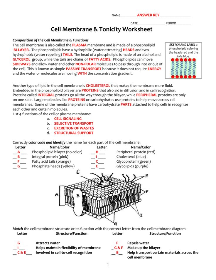 Image Result For Cell Membrane Worksheet Cell Membrane Coloring 