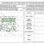 Leaf Structure Worksheet Answers Low Onvacations Wallpaper Image