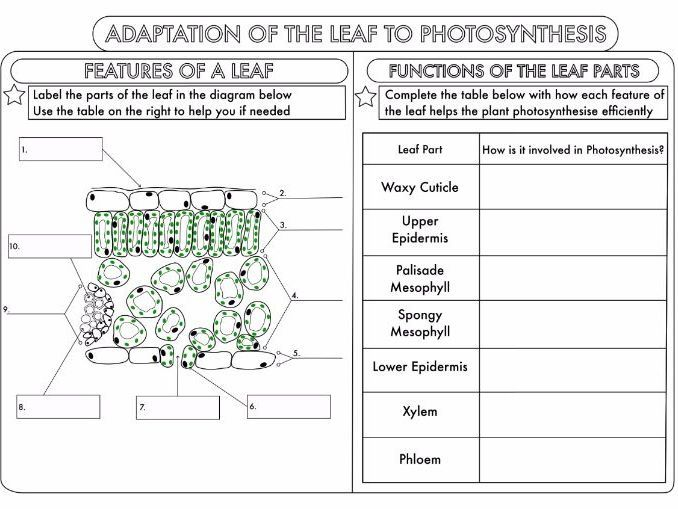 Leaf Structure Worksheet Answers Low Onvacations Wallpaper Image 