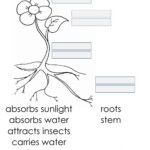 Parts And Functions Of A Flower Science Unit 5 Worksheet