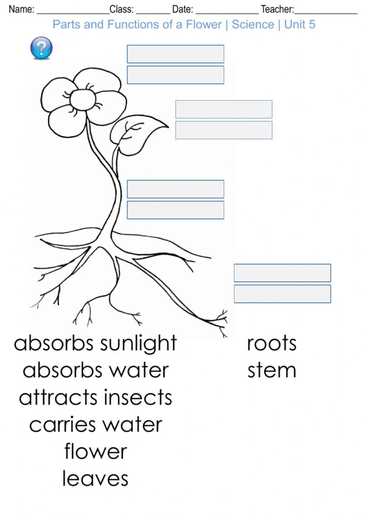 Parts And Functions Of A Flower Science Unit 5 Worksheet