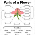 Parts Of A Flower Worksheet Free Printable