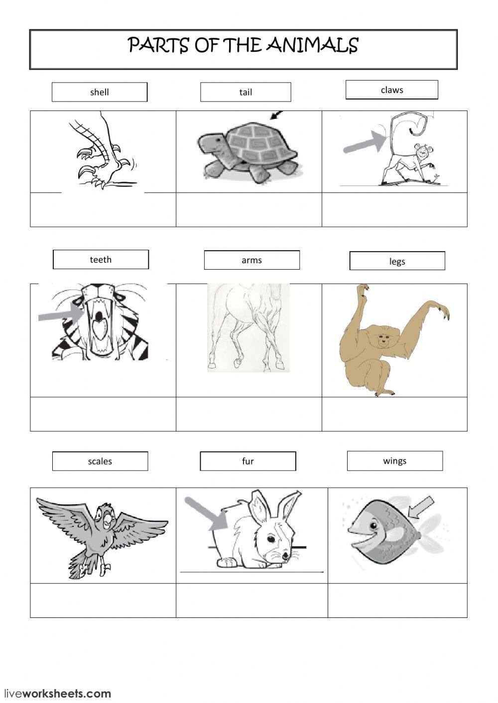 body-parts-of-animals-and-their-functions-worksheets-pdf-function