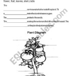 Plant Parts And Function ESL Worksheet By Ahamera