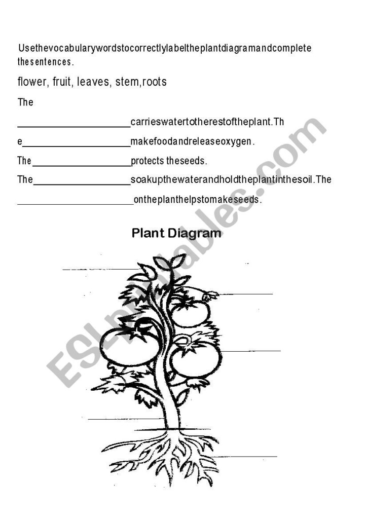 Plant Parts And Function ESL Worksheet By Ahamera