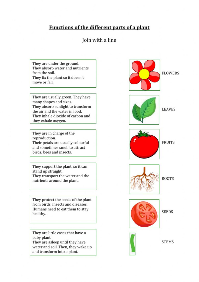 parts-of-a-flower-worksheet-answer-key-function-worksheets