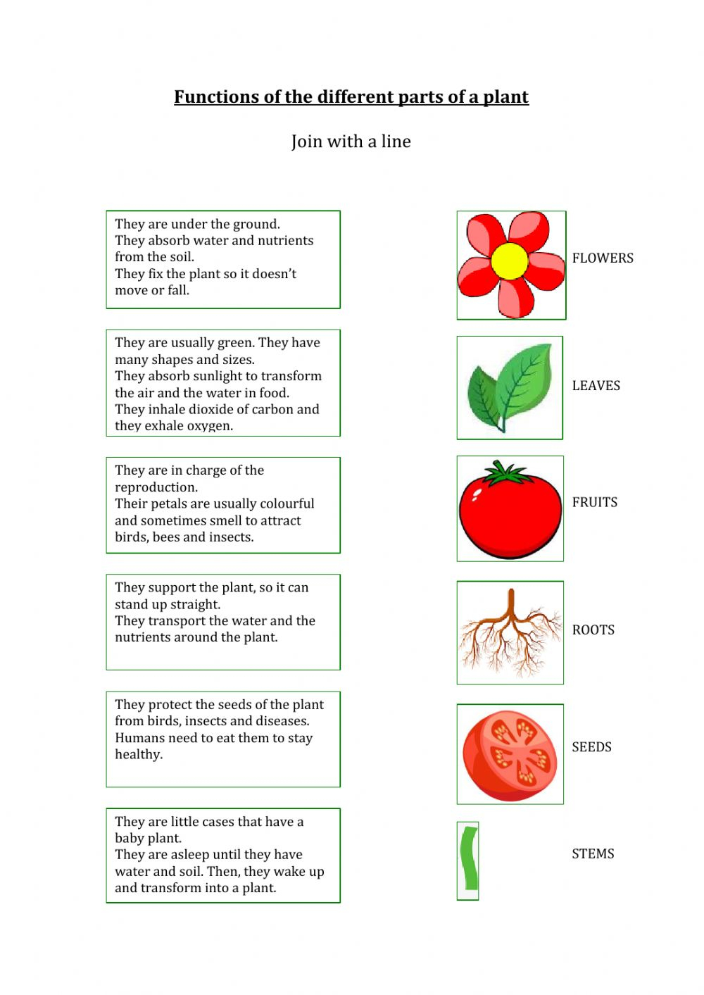 Parts Of A Flower Worksheet Answer Key Function Worksheets