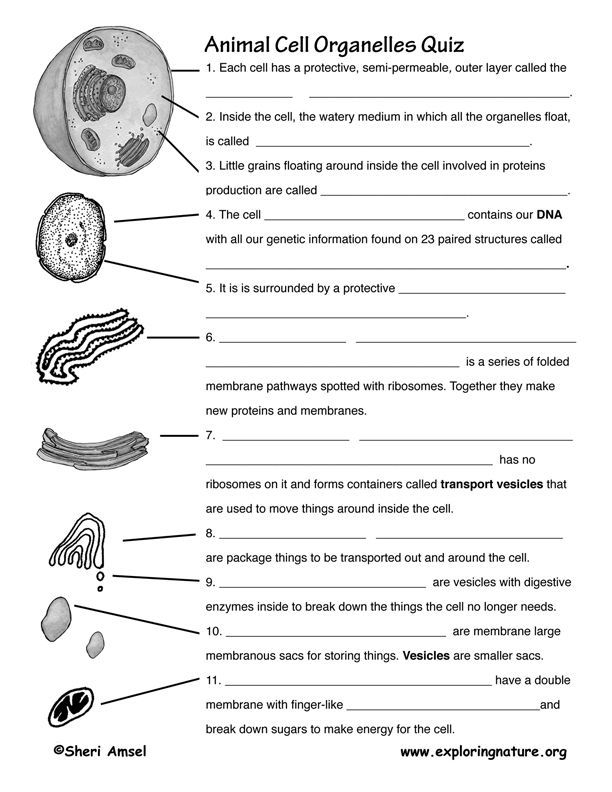 plant-and-animal-cell-parts-and-functions-worksheet-pdf-function