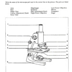 5 Best Images Of Light Microscope Diagram Worksheet Pound Biology