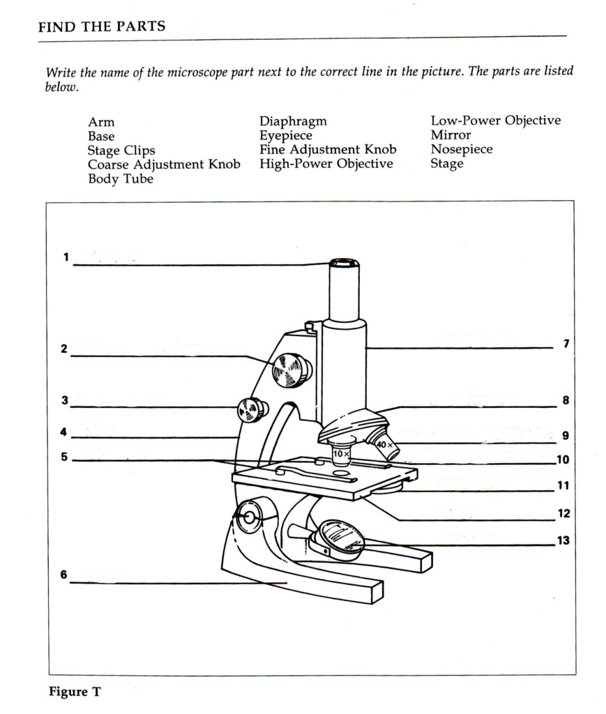 5 Best Images Of Light Microscope Diagram Worksheet Pound Biology 