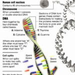 50 Dna Structure Worksheet Answer In 2020 Teaching Biology Biology