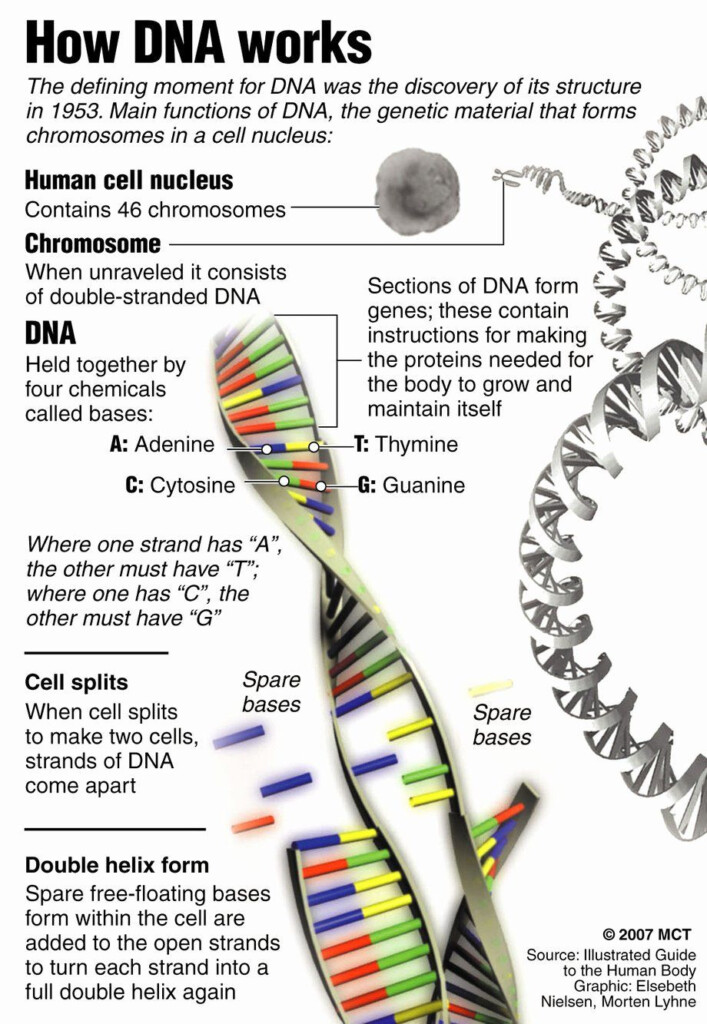 50 Dna Structure Worksheet Answer In 2020 Teaching Biology Biology 