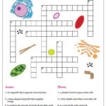 Cell Crossword Cells Worksheet Animal Cells Worksheet Plant And