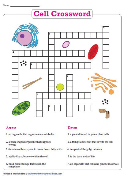 Cell Crossword Cells Worksheet Animal Cells Worksheet Plant And 