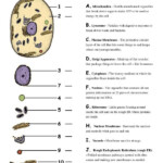 Cell Organelle Matching Biology Worksheet Science Cells Cells Worksheet