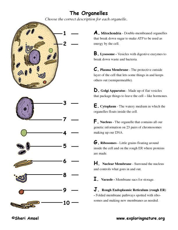 Cell Organelle Matching Biology Worksheet Science Cells Cells Worksheet