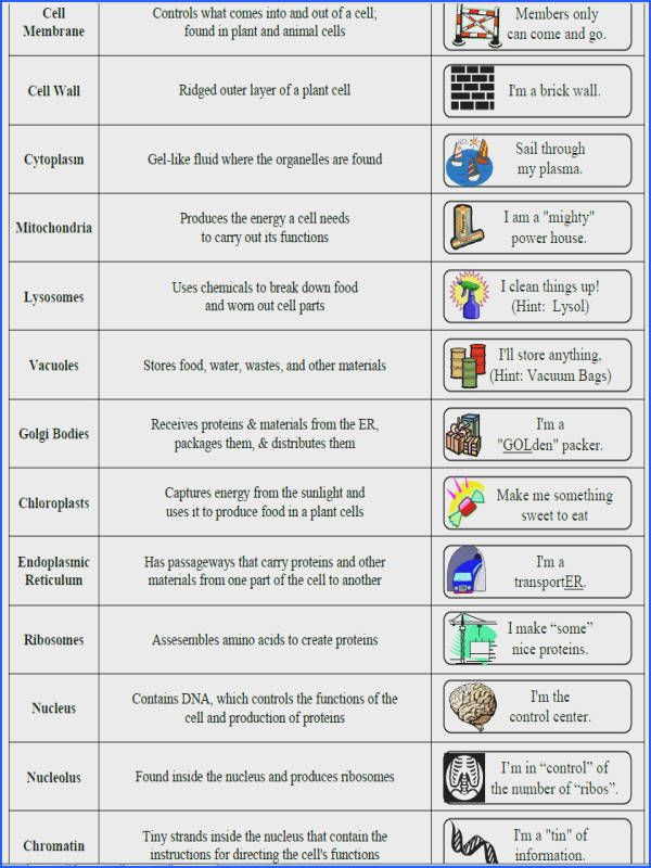 Cell Organelles And Their Functions Worksheet Answers