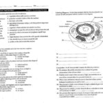 Cell Structure And Function Worksheet Answer Key In 2020 Cells