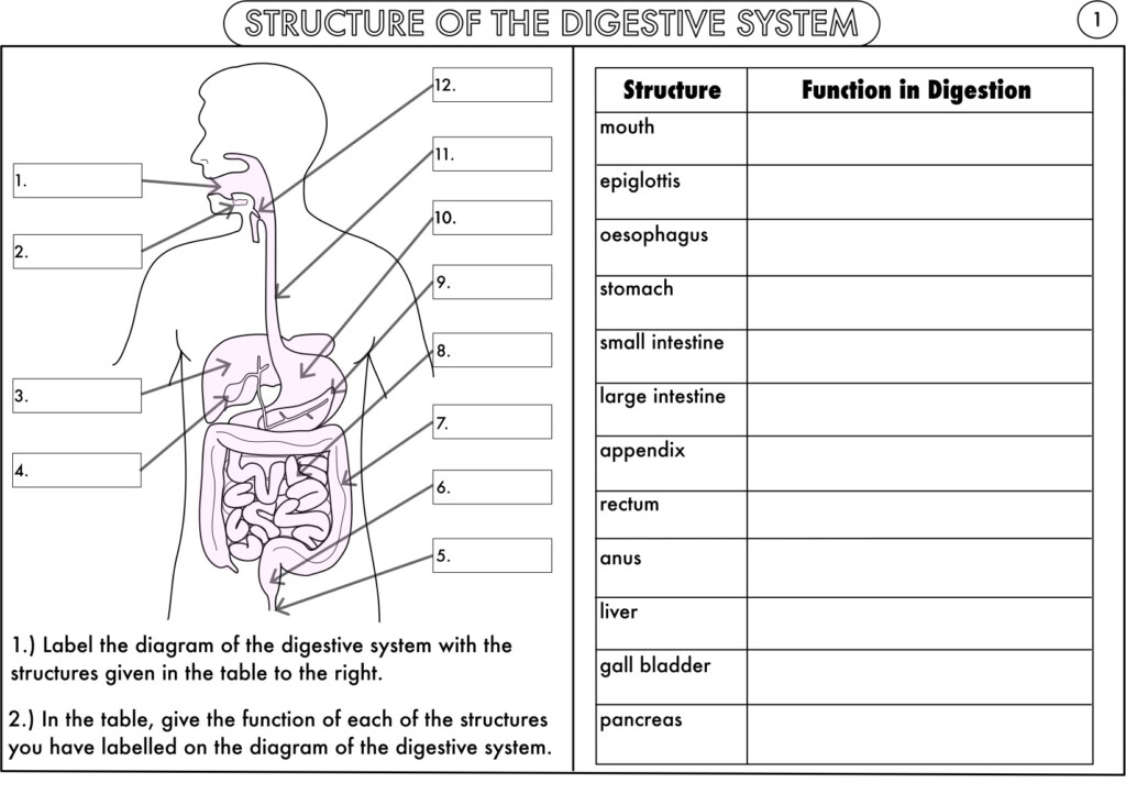 Digestive Excretory Endocrine The Mad Scientist 