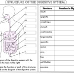Digestive Excretory Endocrine The Mad Scientist
