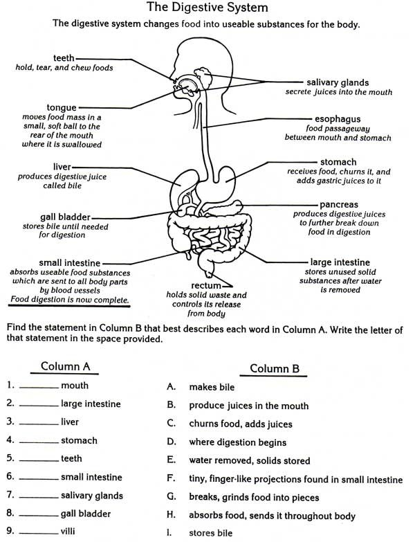 Digestive System Digestive System Worksheet Body Systems Worksheets 