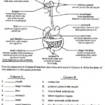 Digestive System Digestive System Worksheet Body Systems Worksheets