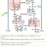 Dna Base Pairing Worksheet Answer Key Pdf Worksheet