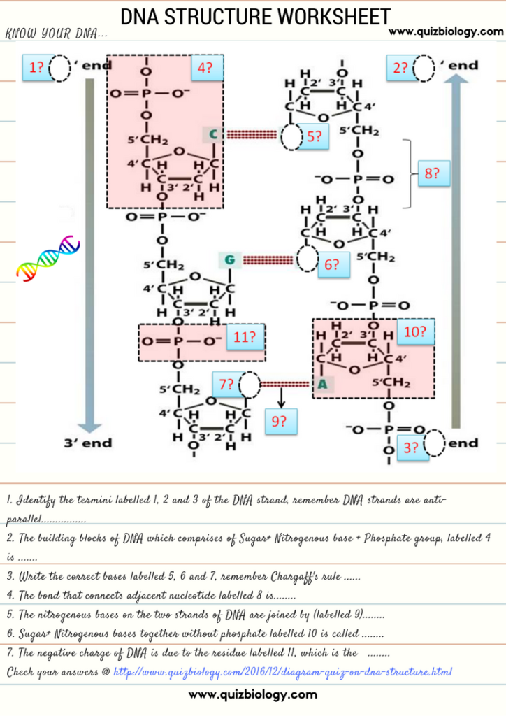 Dna Base Pairing Worksheet Answer Key Pdf Worksheet