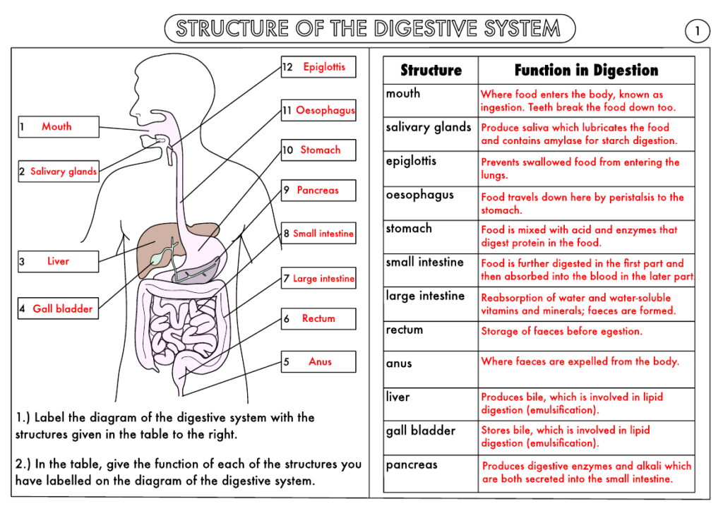 GCSE Biology Digestion Topic Resource Pack UPDATED Teaching